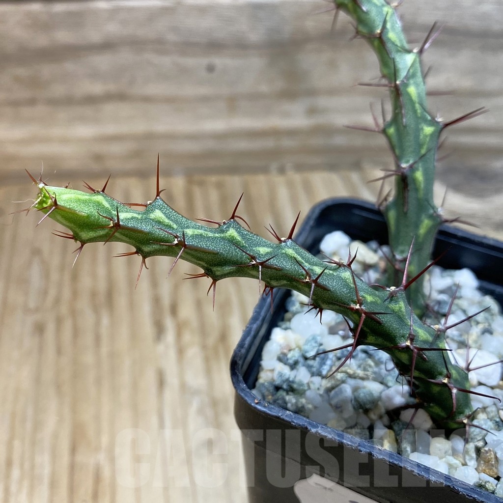 SH22882 Euphorbia petricola, 2 plants
