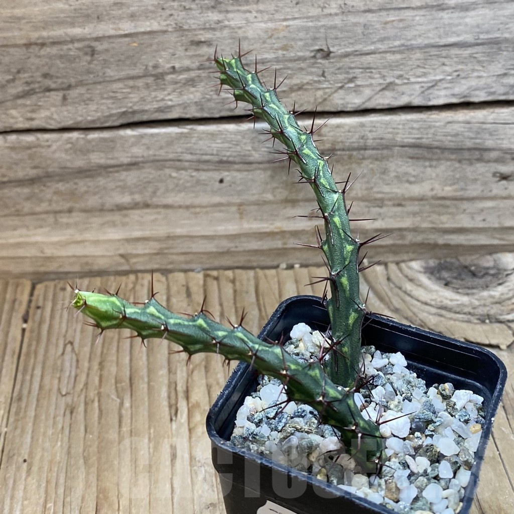 SH22882 Euphorbia petricola, 2 plants - Image 2