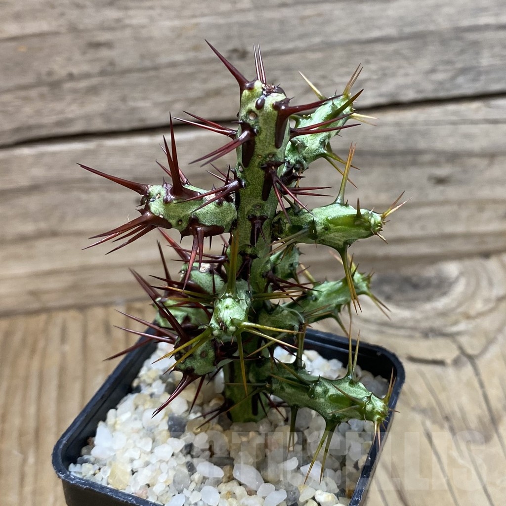 SH22884 Euphorbia aeruginosa 'Limpopo' - Image 2