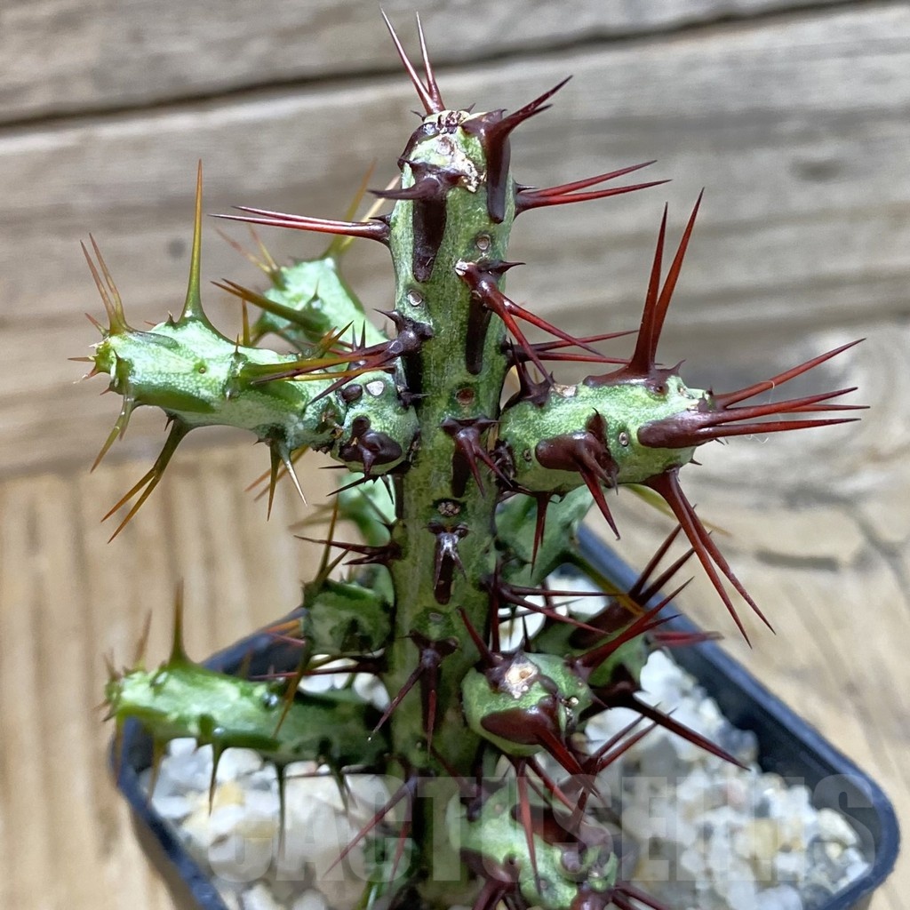 SH22884 Euphorbia aeruginosa 'Limpopo'
