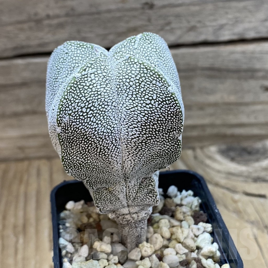 SH22830 Astrophytum myriostigma ‘Onzuka’ v. quadricostatum V-type - Image 2