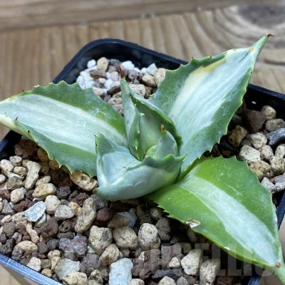 SH22885 Agave istmensis f. variegata