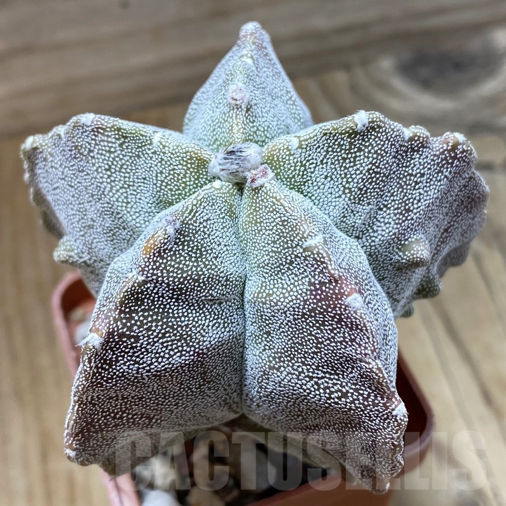 SH22825 Astrophytum myriostigma ‘Onzuka Kikko’