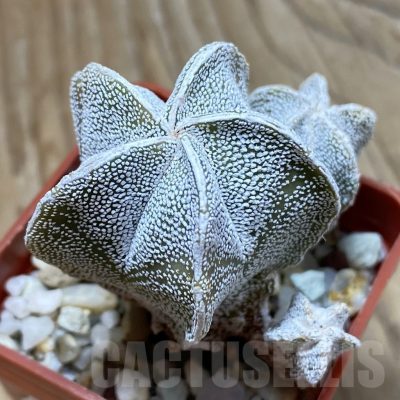 SH22831 Astrophytum myriostigma ‘Onzuka’