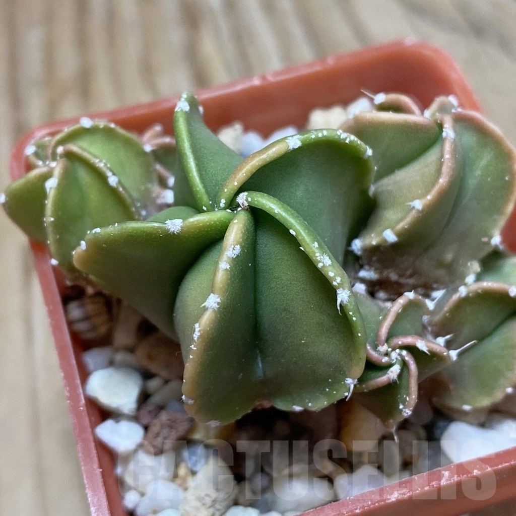 SH22833 Astrophytum myriostigma f. nudum