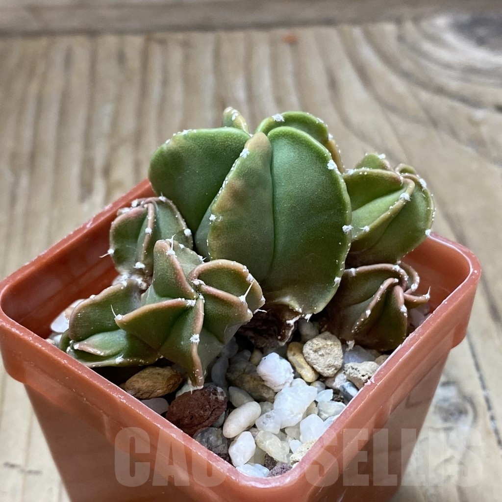 SH22833 Astrophytum myriostigma f. nudum - Image 2