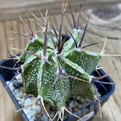 SH22834 Astrophytum ornatum hybrid