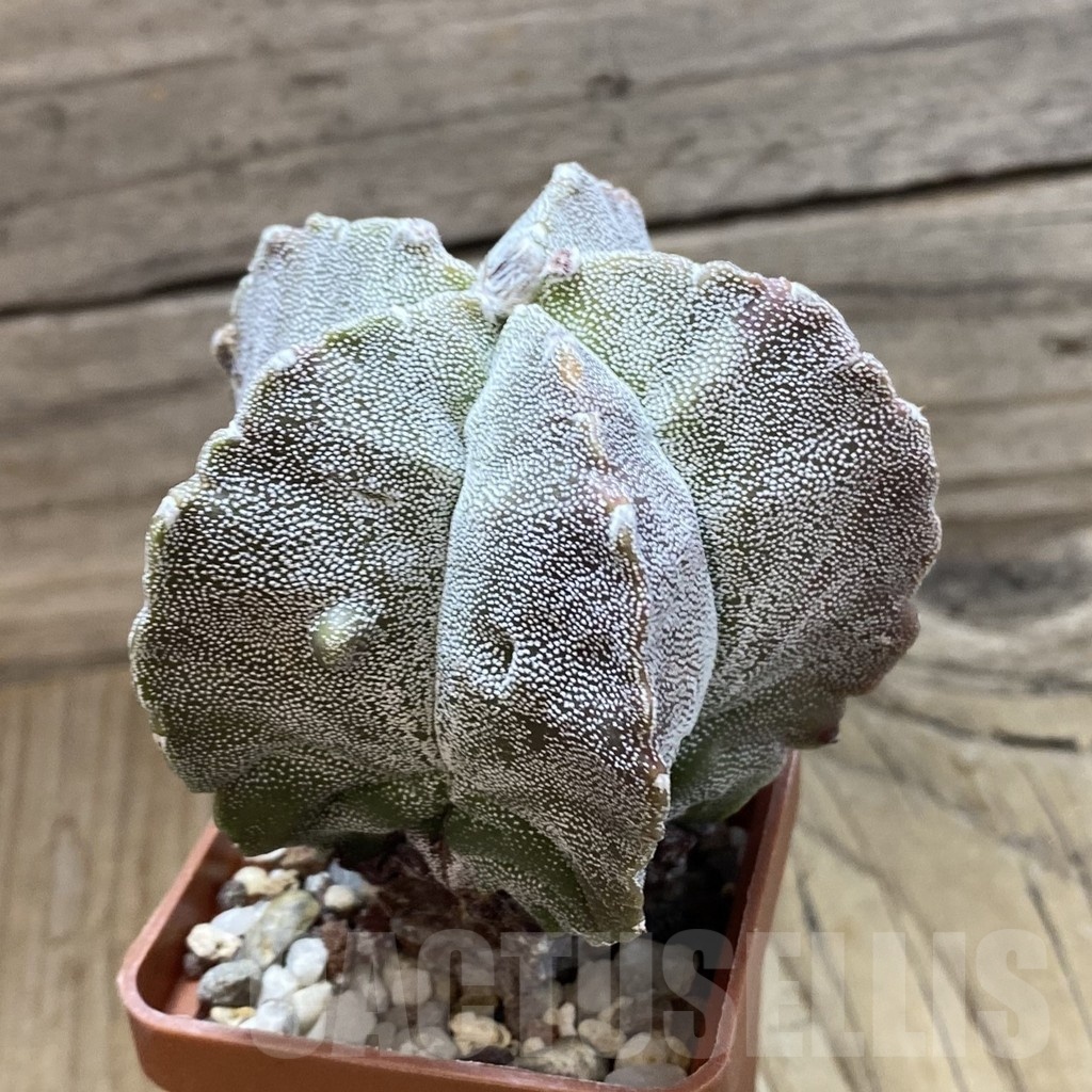 SH22825 Astrophytum myriostigma ‘Onzuka Kikko’ - Image 2