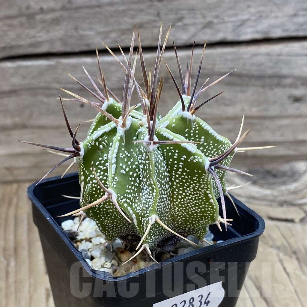 SH22834 Astrophytum ornatum hybrid - Image 2