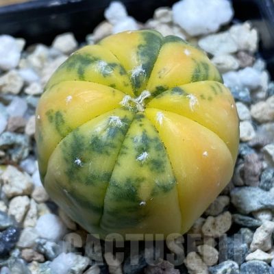 SH22839 Astrophytum asterias ‘Red Purple Skin’ f. variegata