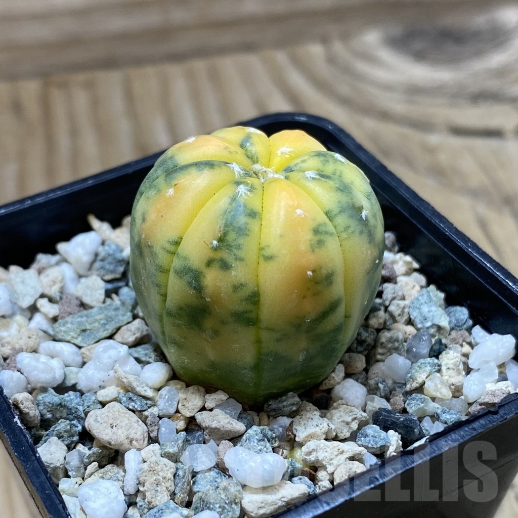 SH22839 Astrophytum asterias ‘Red Purple Skin’ f. variegata - Image 2