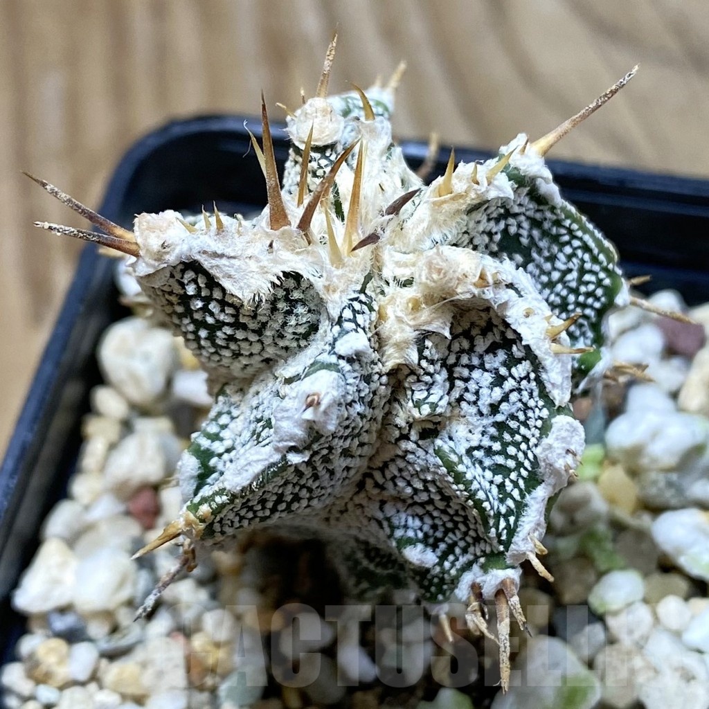 SH22840 Astrophytum ornatum ‘Dinosaur’, seedling