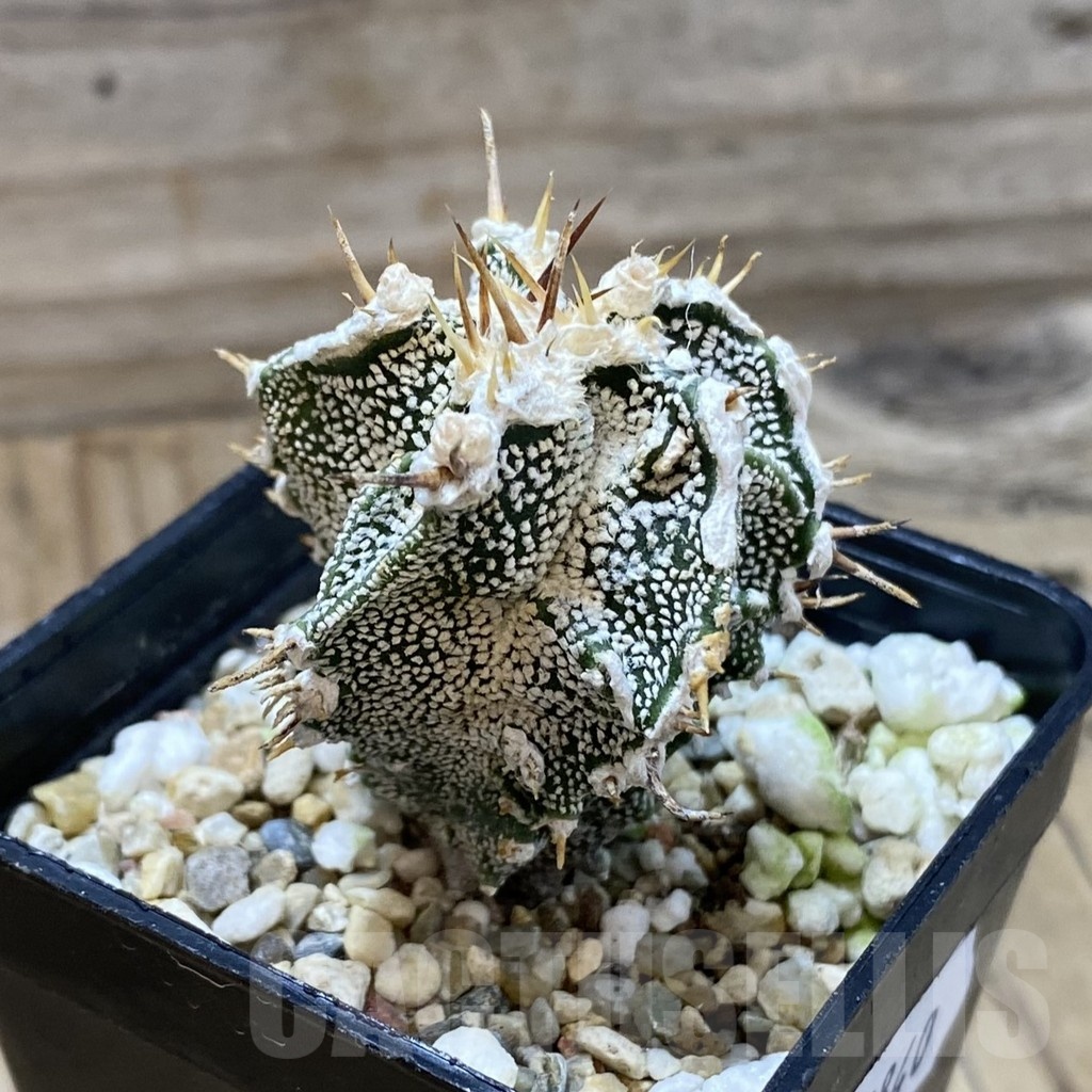 SH22840 Astrophytum ornatum ‘Dinosaur’, seedling - Image 2