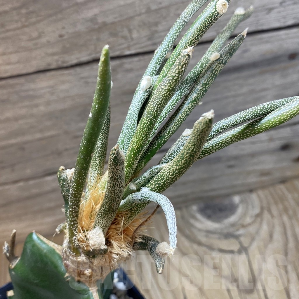 SH22842 Astrophytum caput-medusae, grafted
