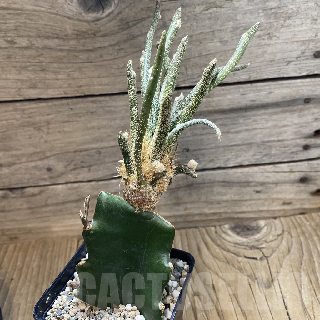 SH22842 Astrophytum caput-medusae, grafted - Image 2