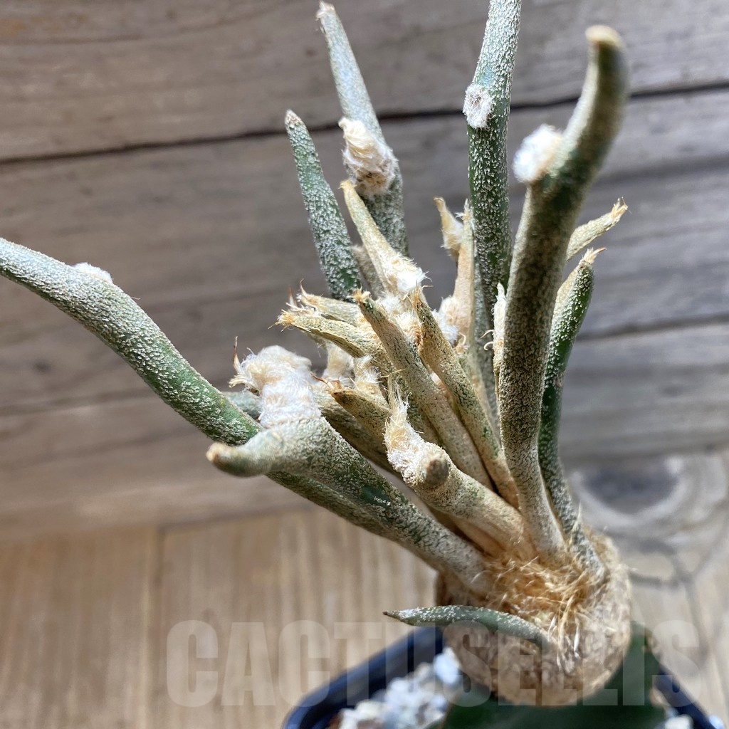 SH22843 Astrophytum caput-medusae, grafted