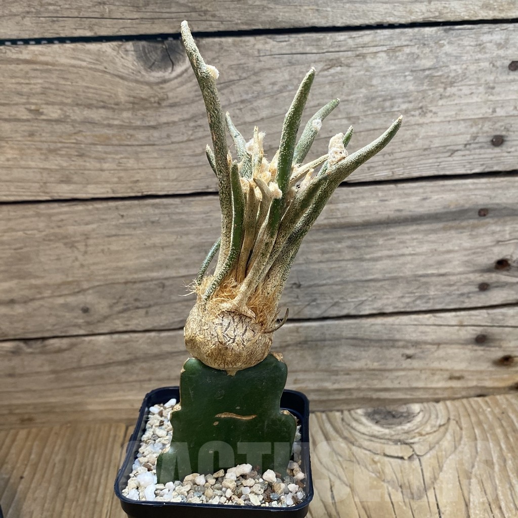 SH22843 Astrophytum caput-medusae, grafted - Image 2