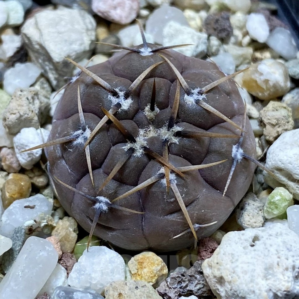SH22845 Gymnocalycium esperanzae
