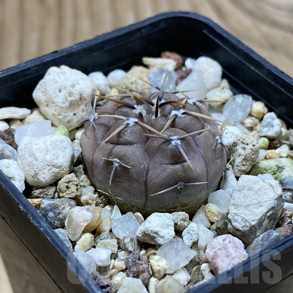 SH22845 Gymnocalycium esperanzae - Image 2
