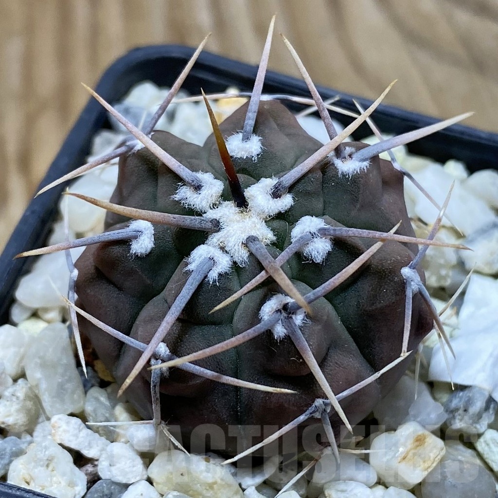 SH22847 Gymnocalycium vatteri, selection