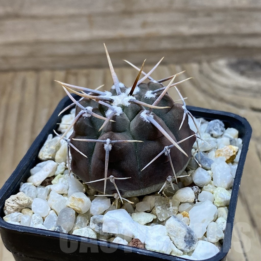 SH22847 Gymnocalycium vatteri, selection - Image 2