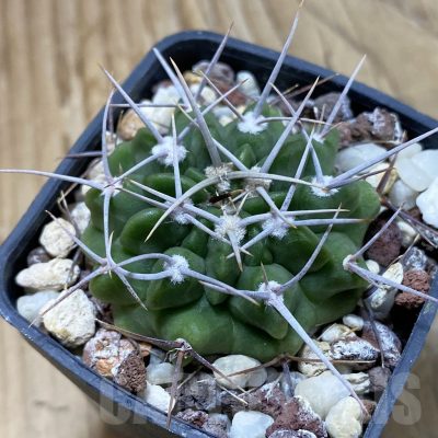 SH22851 Gymnocalycium valnicekianum