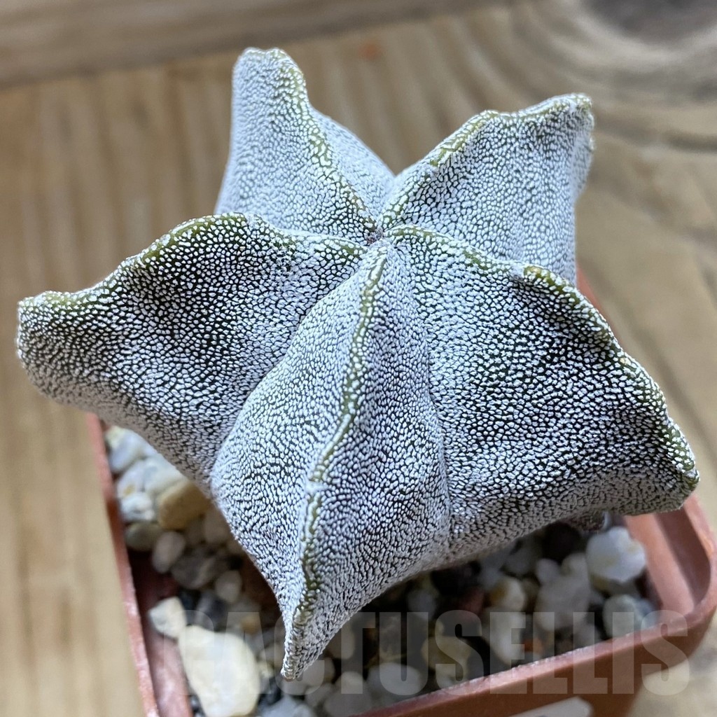 SH22827 Astrophytum myriostigma ‘Onzuka Kikko’