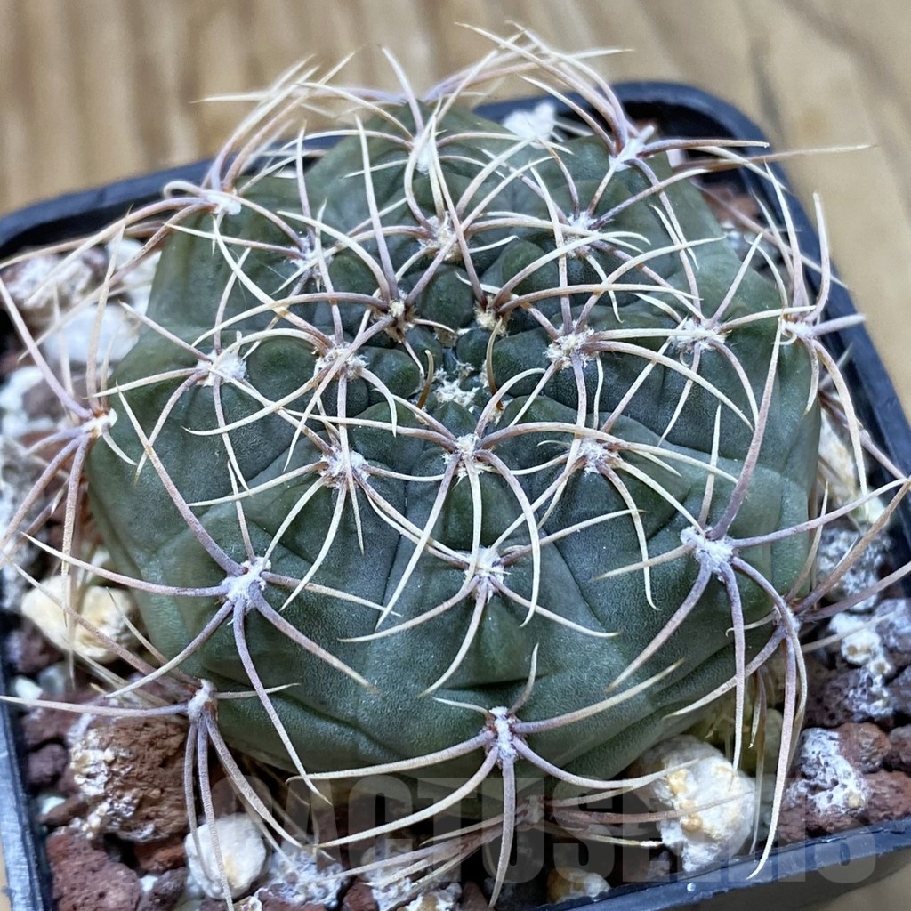 SH22852 Gymnocalycium baldianum VG 184