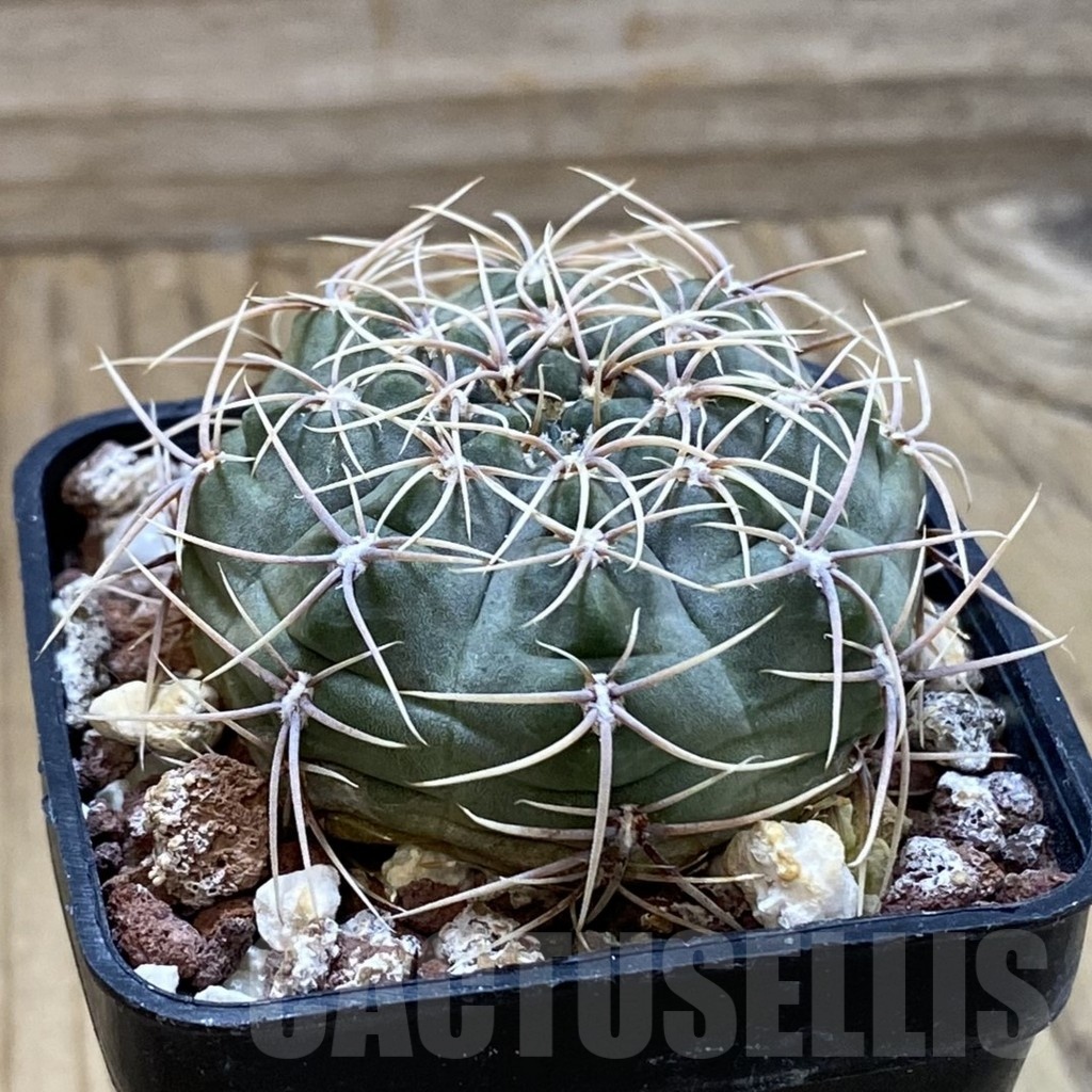 SH22852 Gymnocalycium baldianum VG 184 - Image 2