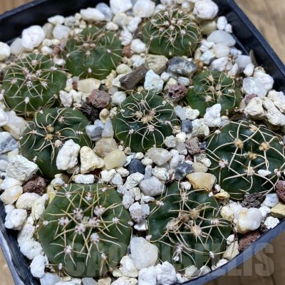SH22853 Gymnocalycium uruguayense v. roseiflorum VG458