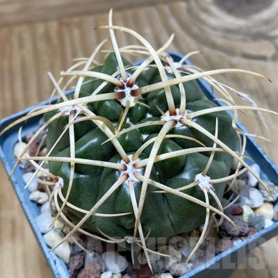 SH22854 Gymnocalycium monvillei