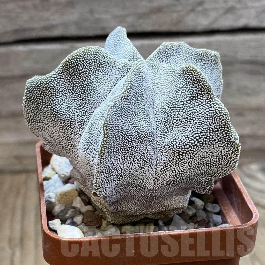 SH22827 Astrophytum myriostigma ‘Onzuka Kikko’ - Image 2