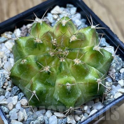 SH22855 Gymnocalycium mihanovichii ‘Neon’ hybrid