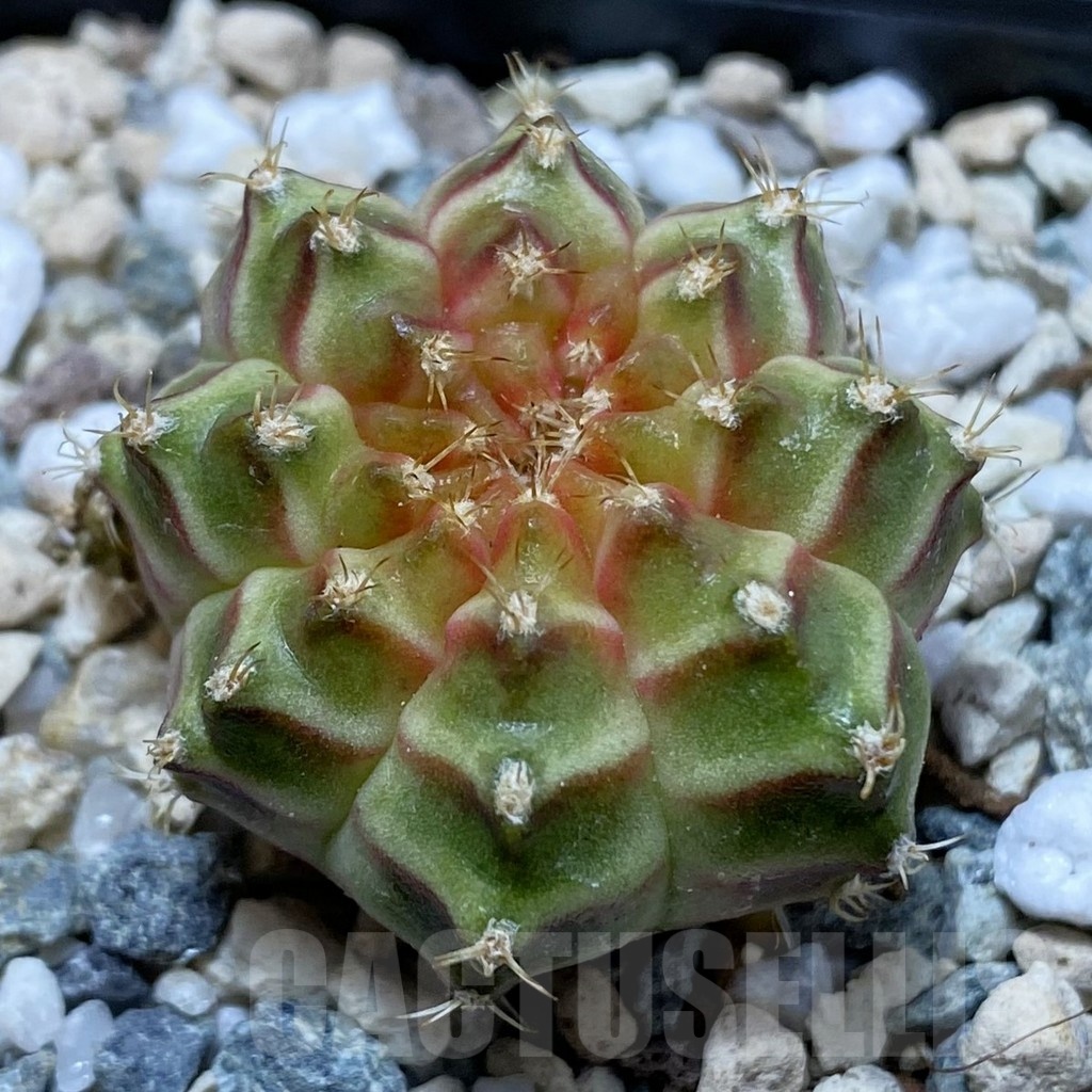 SH22856 Gymnocalycium mihanovichii ‘Neon’ hybrid