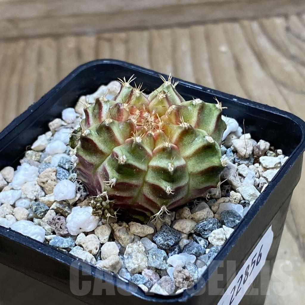 SH22856 Gymnocalycium mihanovichii ‘Neon’ hybrid - Image 2