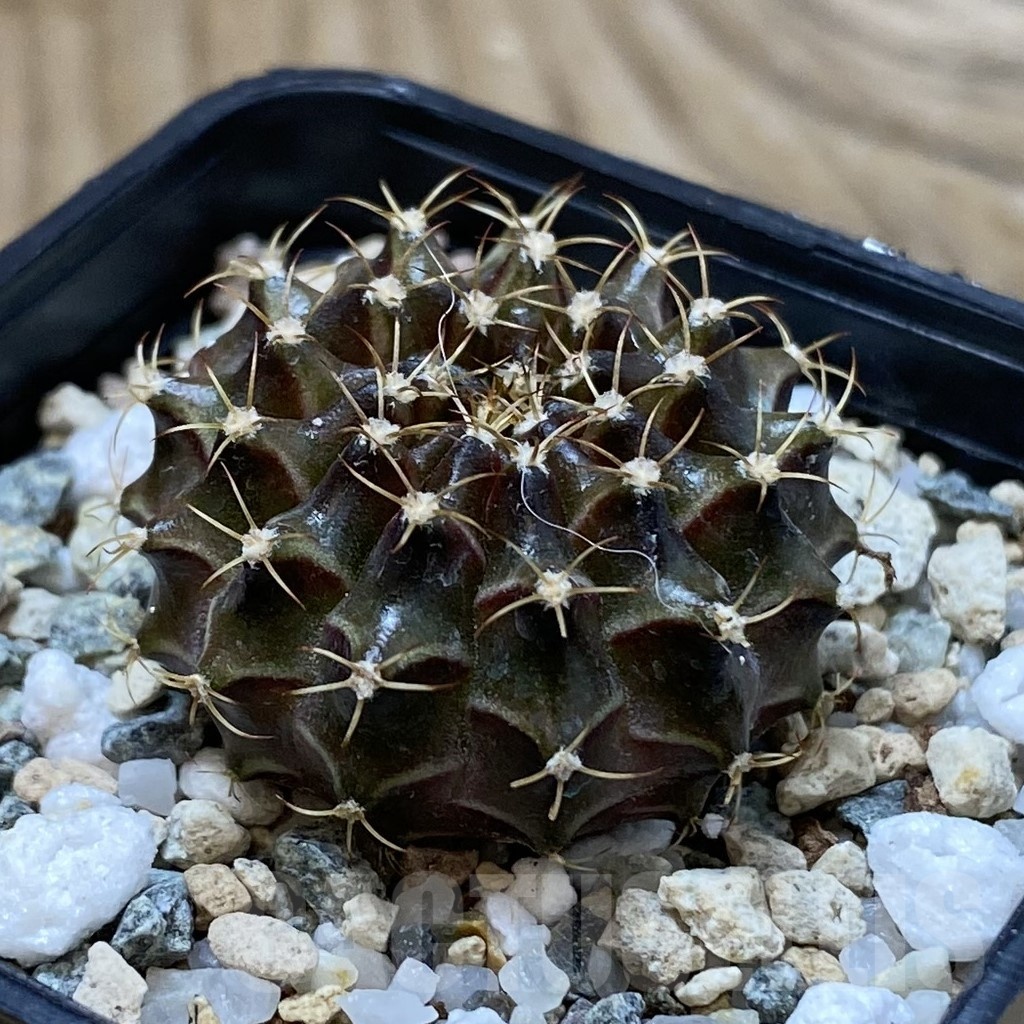 SH22857 Gymnocalycium mihanovichii ‘Neon’ hybrid - Image 2