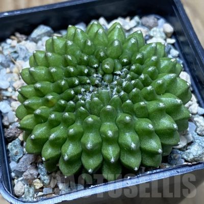 SH22858 Gymnocalycium mihanovichii ‘inermis’