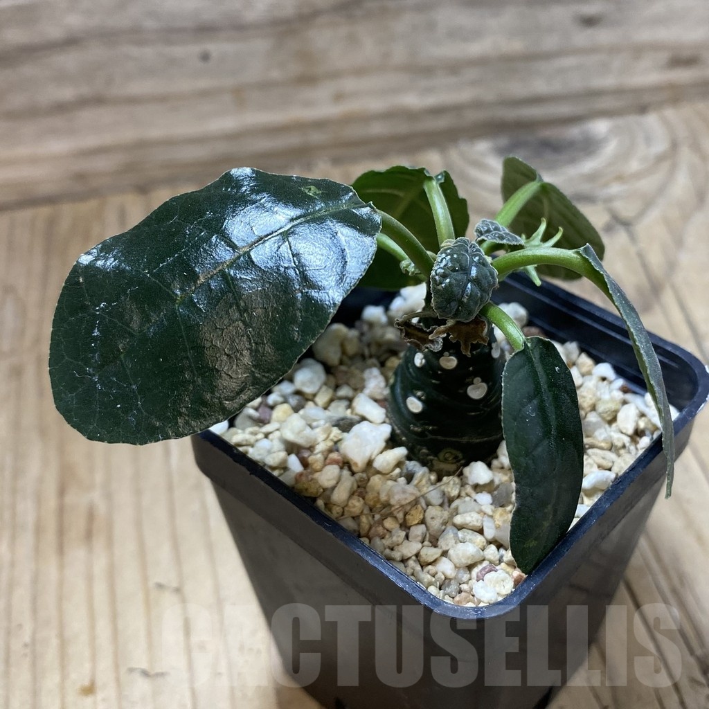 SH23023 Dorstenia foetida - Image 2