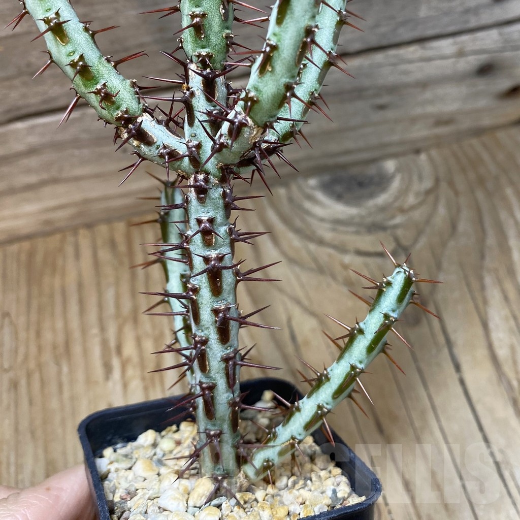 SH23025 Euphorbia aeruginosa - Image 2