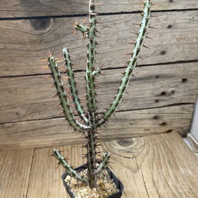 SH23025 Euphorbia aeruginosa