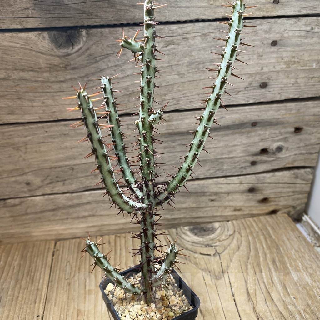 SH23025 Euphorbia aeruginosa