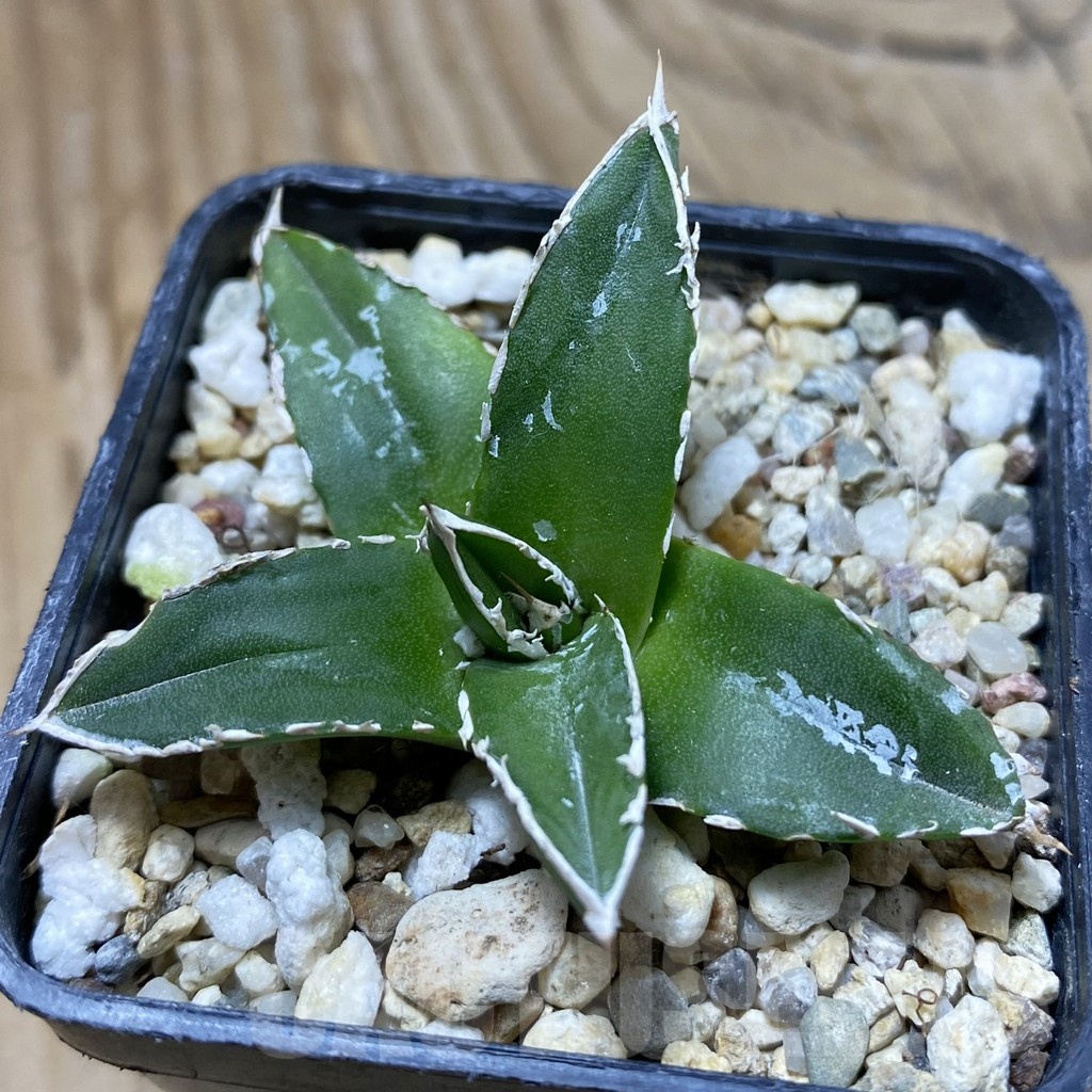 SH23027 Agave victoriae-reginae 'Himeson-no-yuki'