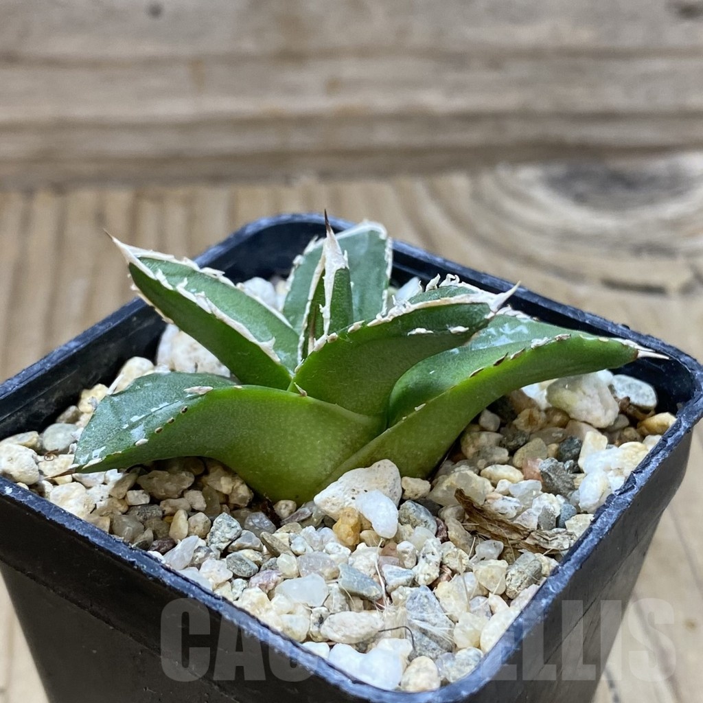 SH23027 Agave victoriae-reginae 'Himeson-no-yuki' - Image 2