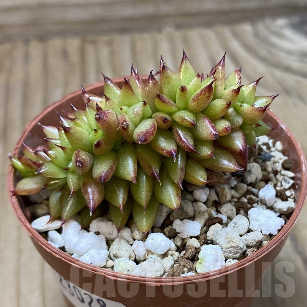 SH23028 Echeveria agavoides f. cristata - Image 2