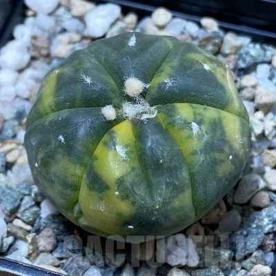SH23031 Astrophytum asterias f. variegata 7-ribs