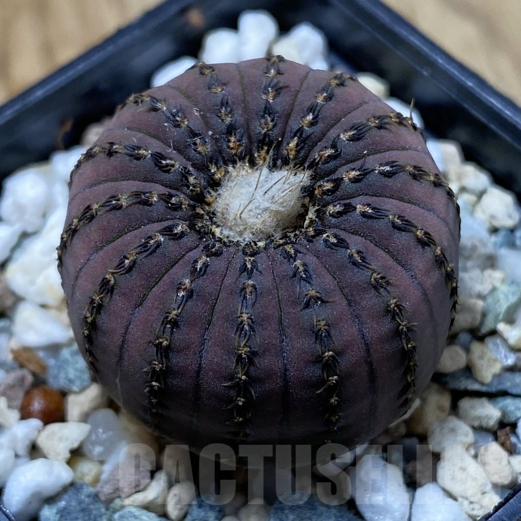 SH23033 Frailea asterioides