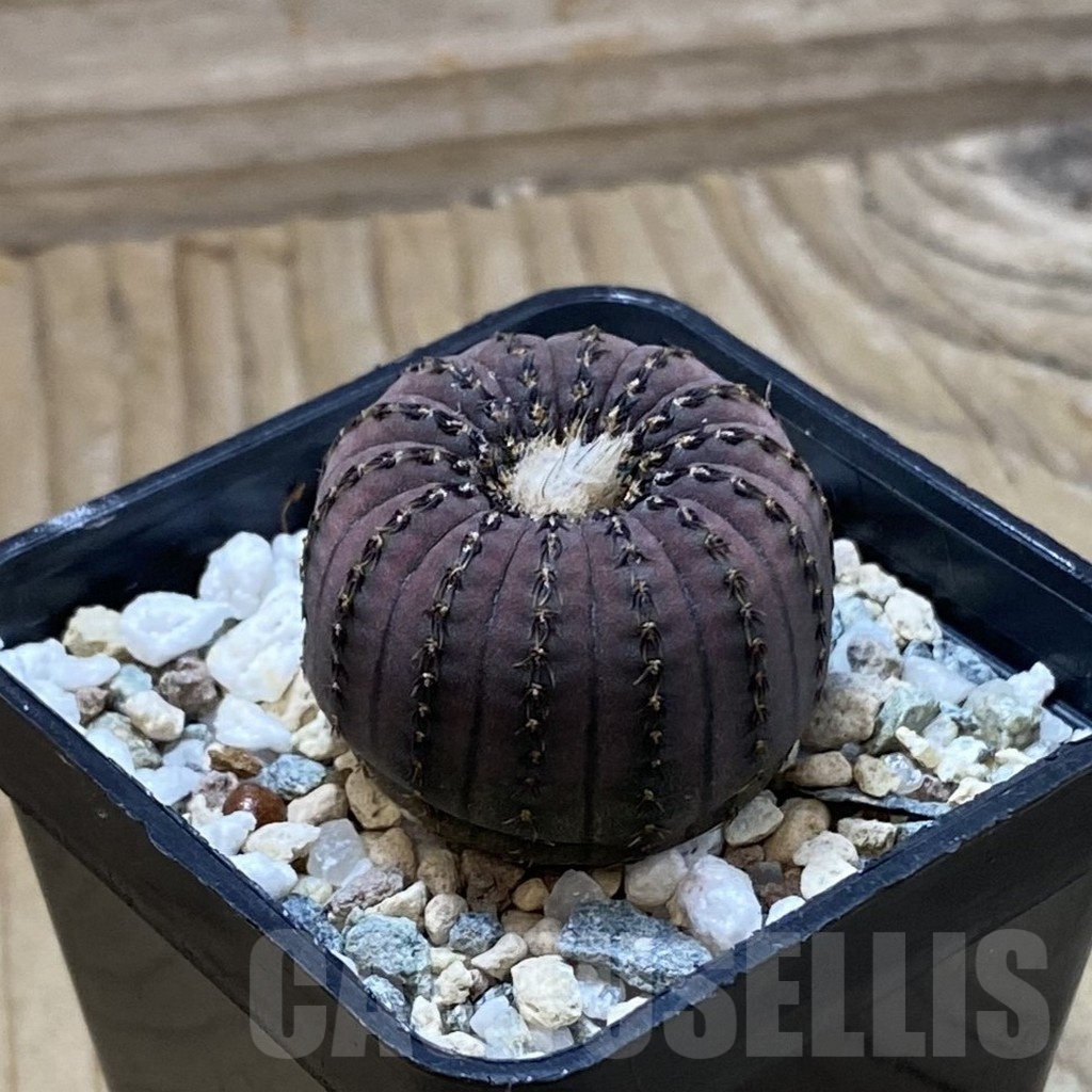 SH23033 Frailea asterioides - Image 2