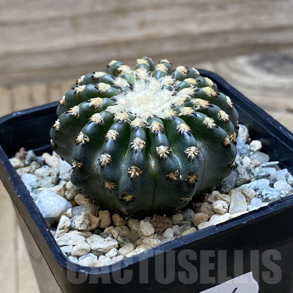 SH23036 Discocactus horstii - Image 2