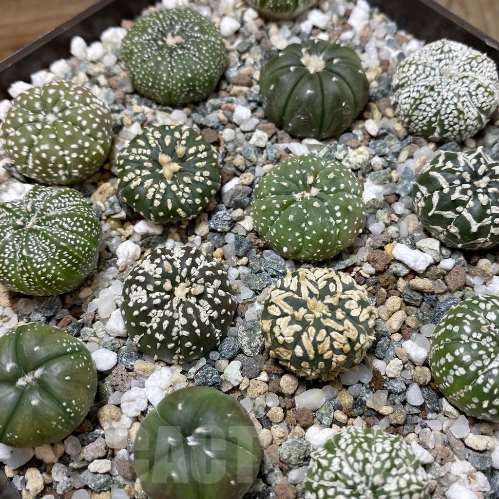 SH23042 Astrophytum asterias mix