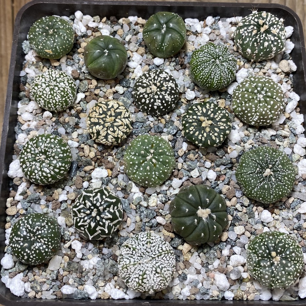 SH23042 Astrophytum asterias mix - Image 2